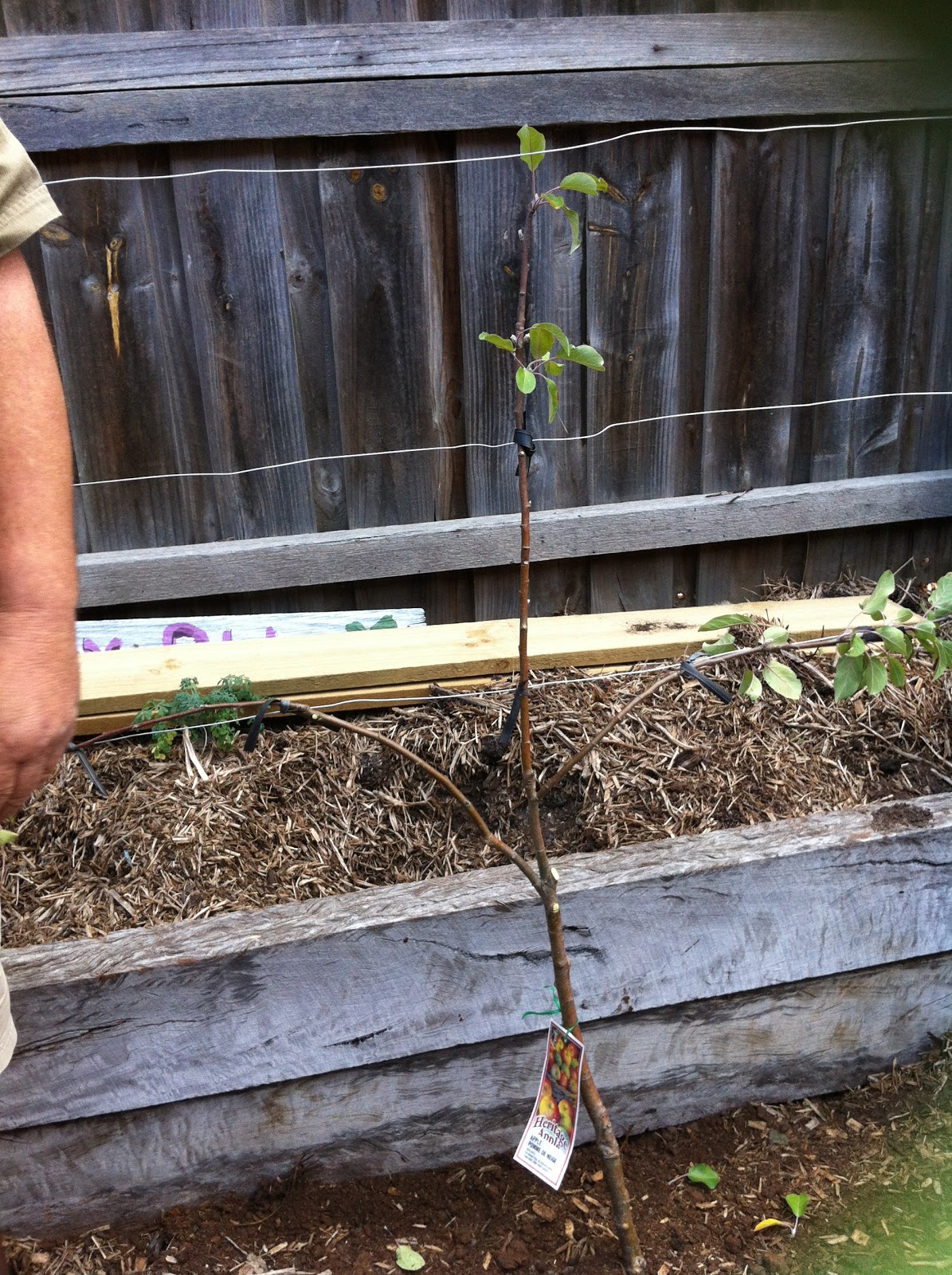 Living In The Land Of Oz Fruit Tree Management For Beginners